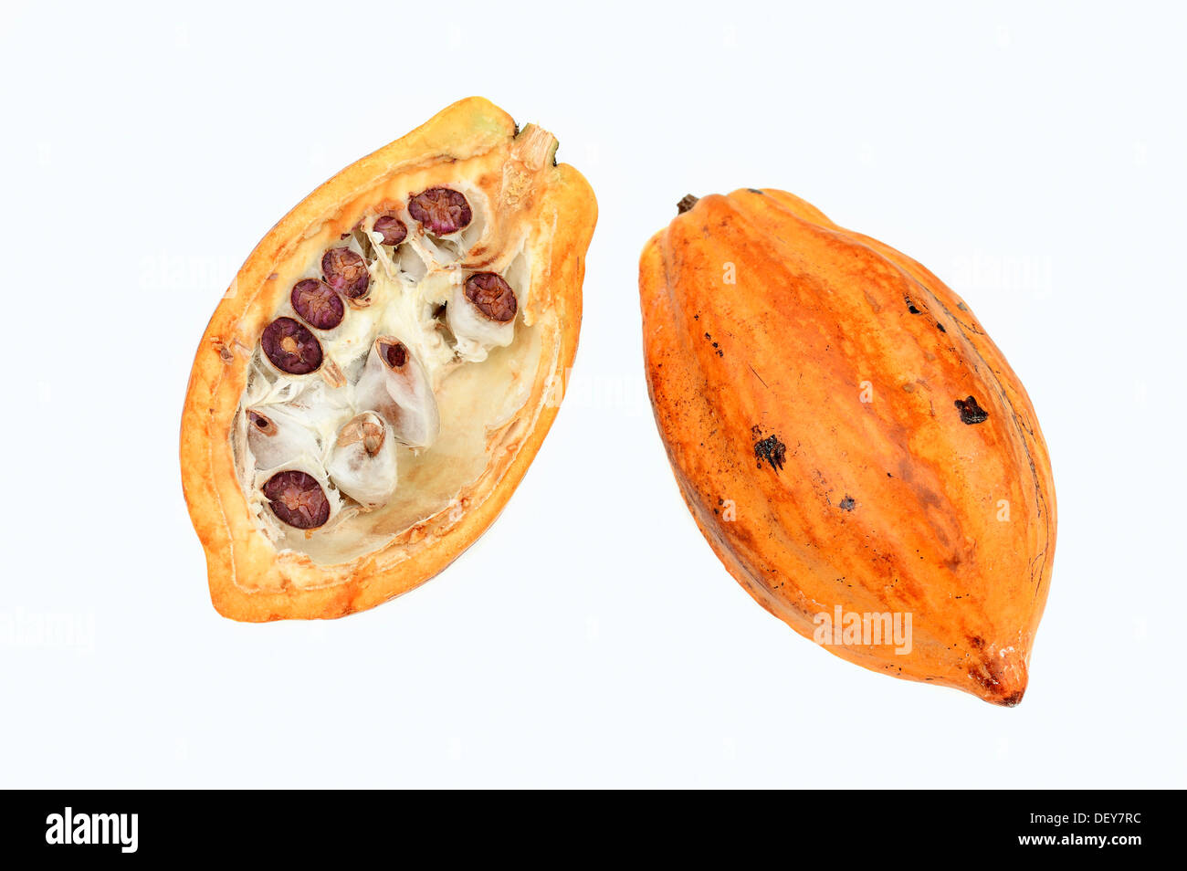 Tagliate a metà la frutta con semi di cacao (Theobroma cacao) Foto Stock