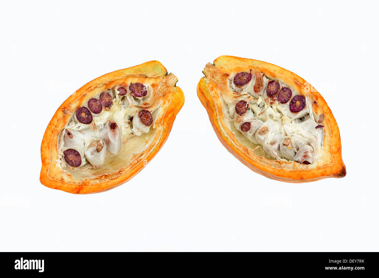 Tagliate a metà la frutta con semi di cacao (Theobroma cacao) Foto Stock