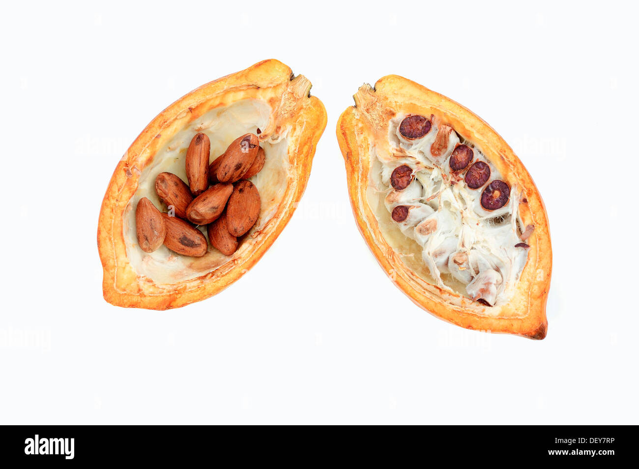 Tagliate a metà la frutta con semi di cacao (Theobroma cacao) Foto Stock