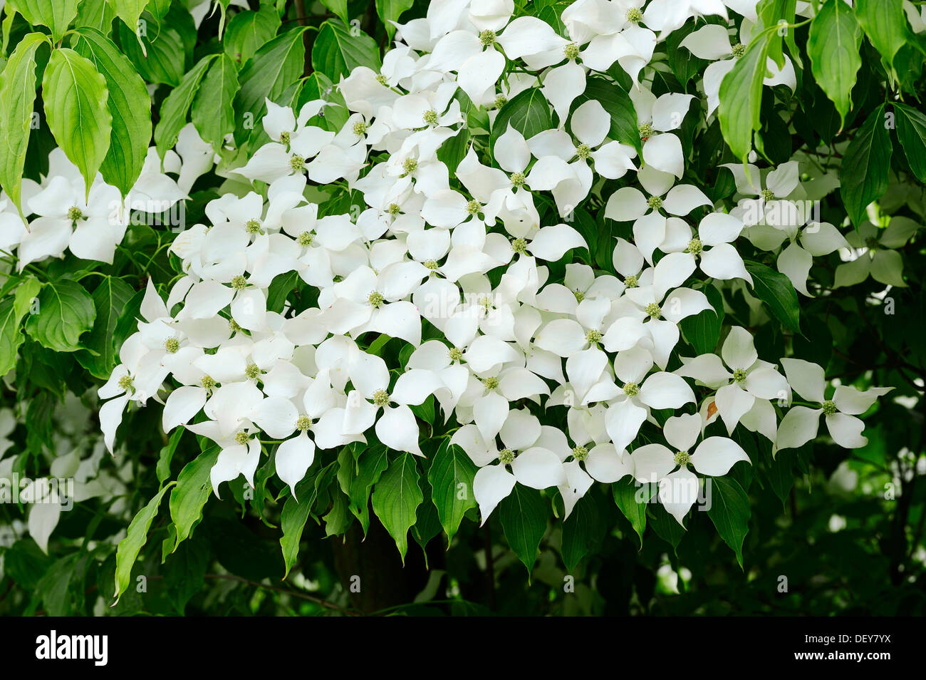 Kousa corniolo, sanguinello Cinese, Coreano Sanguinello o giapponese Sanguinello (Cornus kousa), fioritura, ricorrenza in Asia Foto Stock