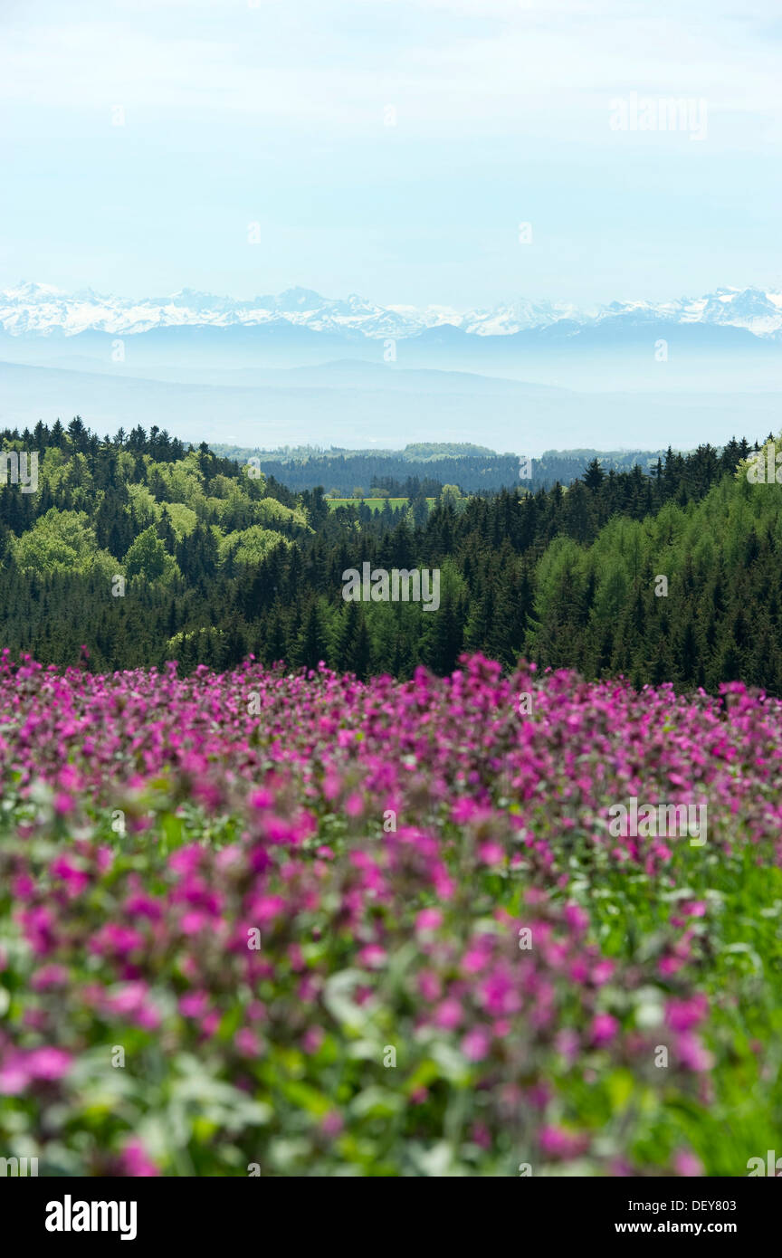 Prato con fiori di primavera, vicino Hoechenschwand, Alpi svizzere sul retro, Foresta Nera, Baden-Wuerttemberg Foto Stock