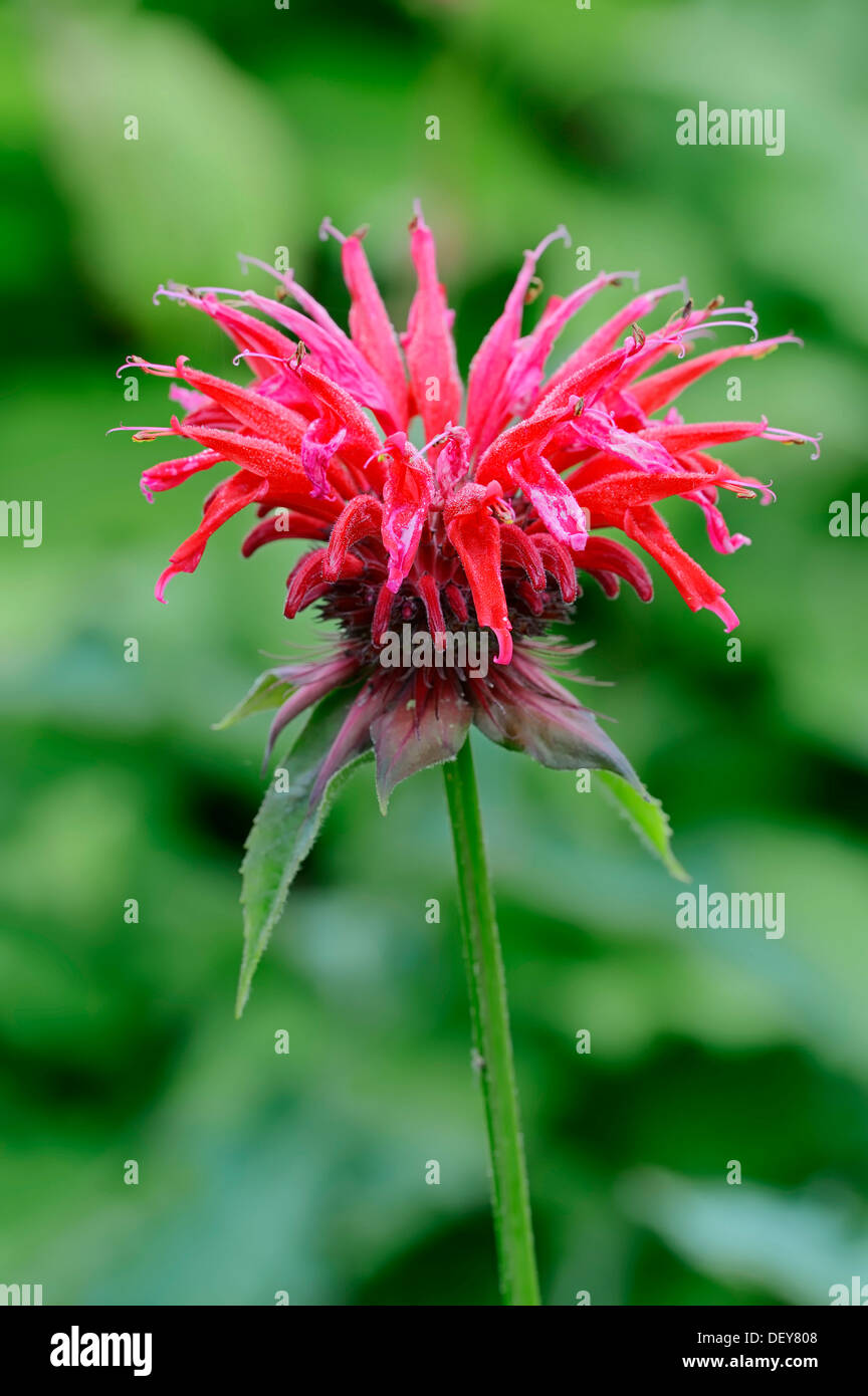 Il bergamotto selvatico o Bee Balm (Monarda fistulosa, ibrido), fioritura, Renania settentrionale-Vestfalia, Germania Foto Stock