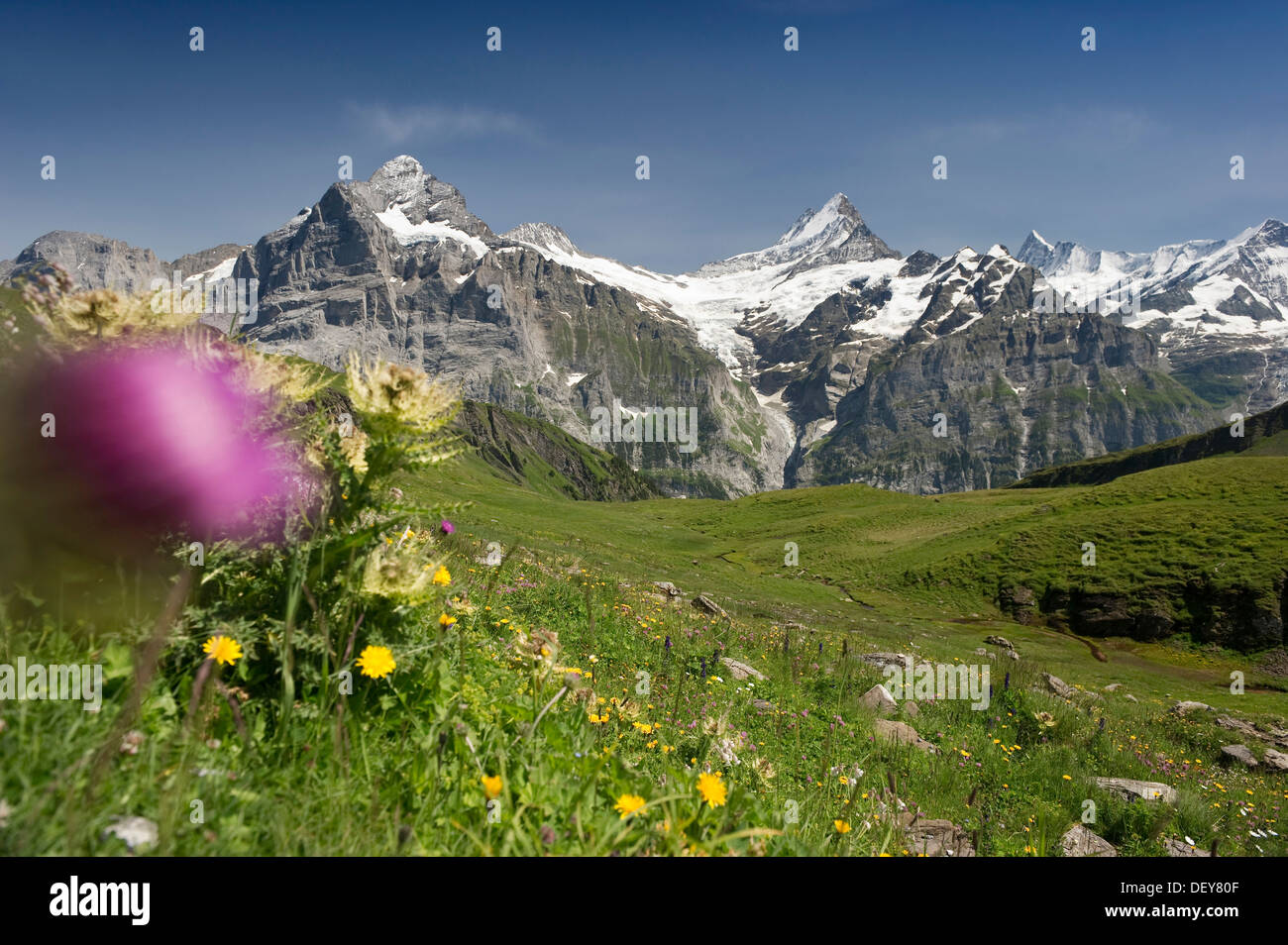 Vertice del primo con Grindelwald, Oberland bernese sul retro, il Cantone di Berna, Svizzera, Europa Foto Stock