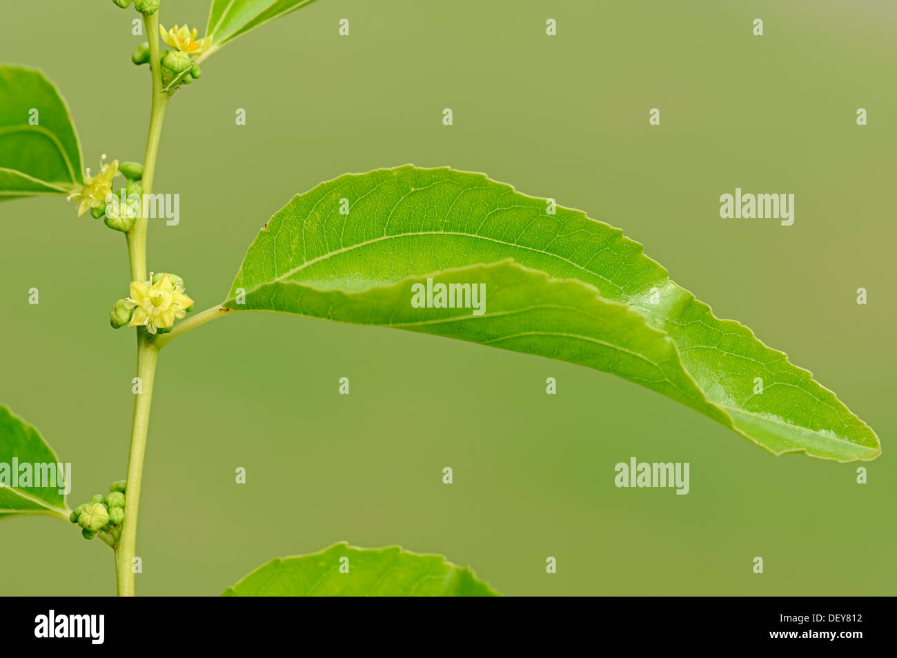 Jujube, rosso data, data Cinese, Coreano data o data indiano (Zizyphus jujuba, Zizyphus sativa), fiori e foglie Foto Stock
