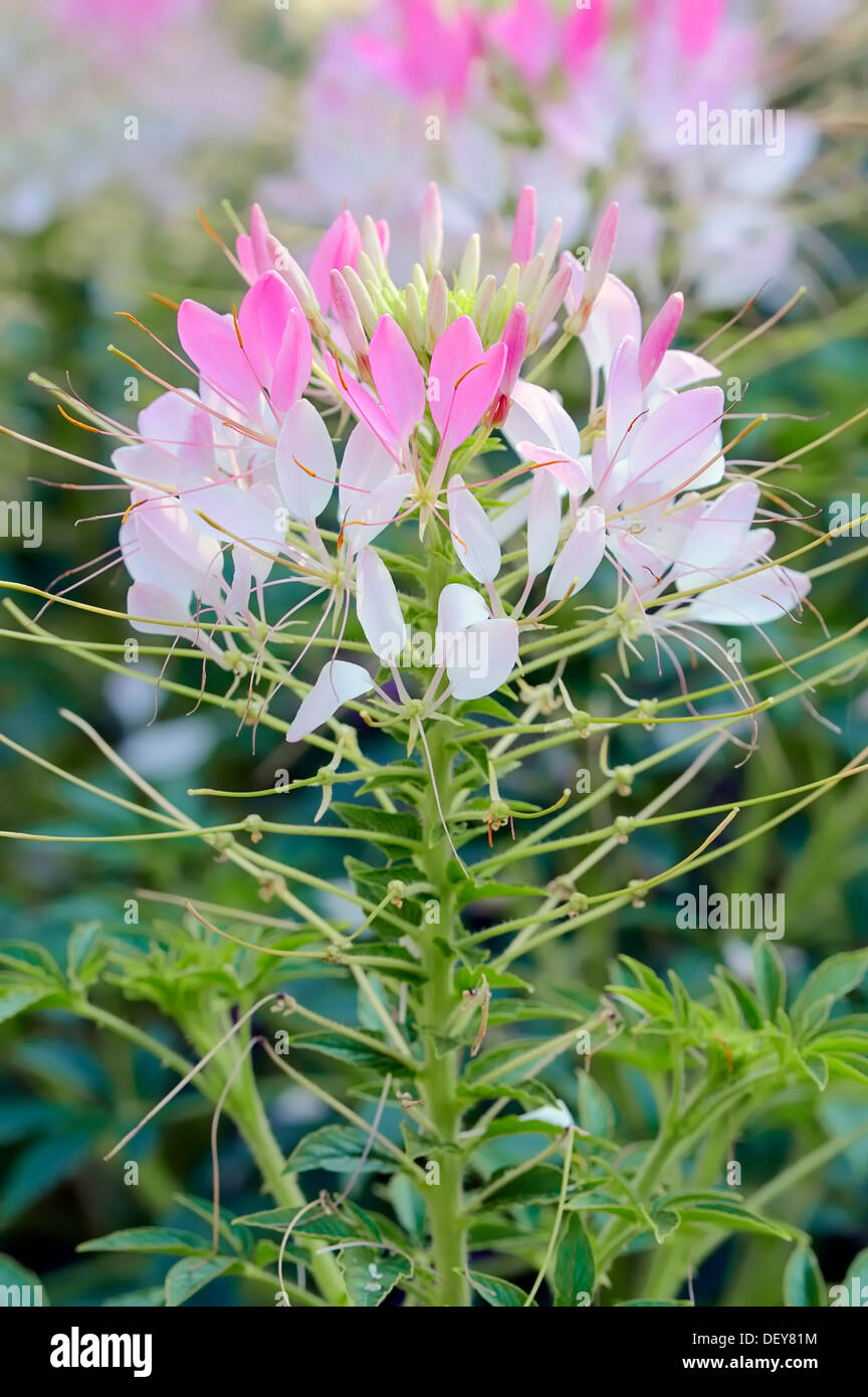 Fiore di ragno, Spider Piante, Spider erbacce o Bee piante (Cleome ...