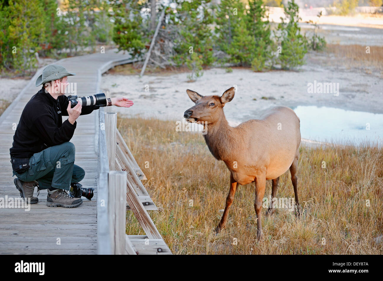 Wildlife Photographer di scattare una foto di un Wapiti cervo (Cervus canadensis), Yellowstone Nationalpark, Wyoming negli Stati Uniti Foto Stock