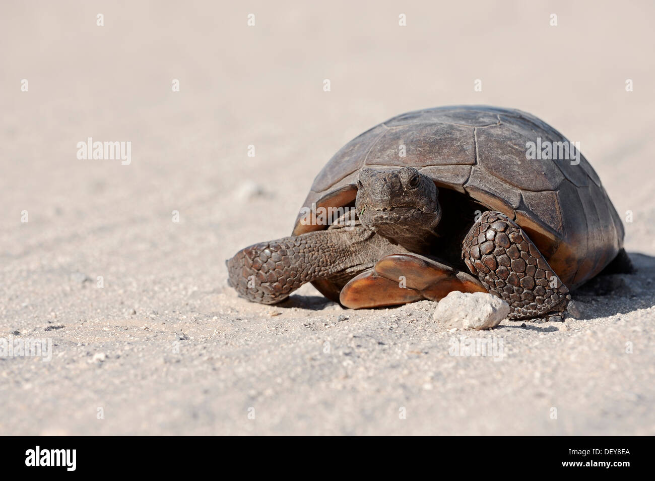 Gopher tartaruga (Gopherus polyphemus), Florida, Stati Uniti Foto Stock