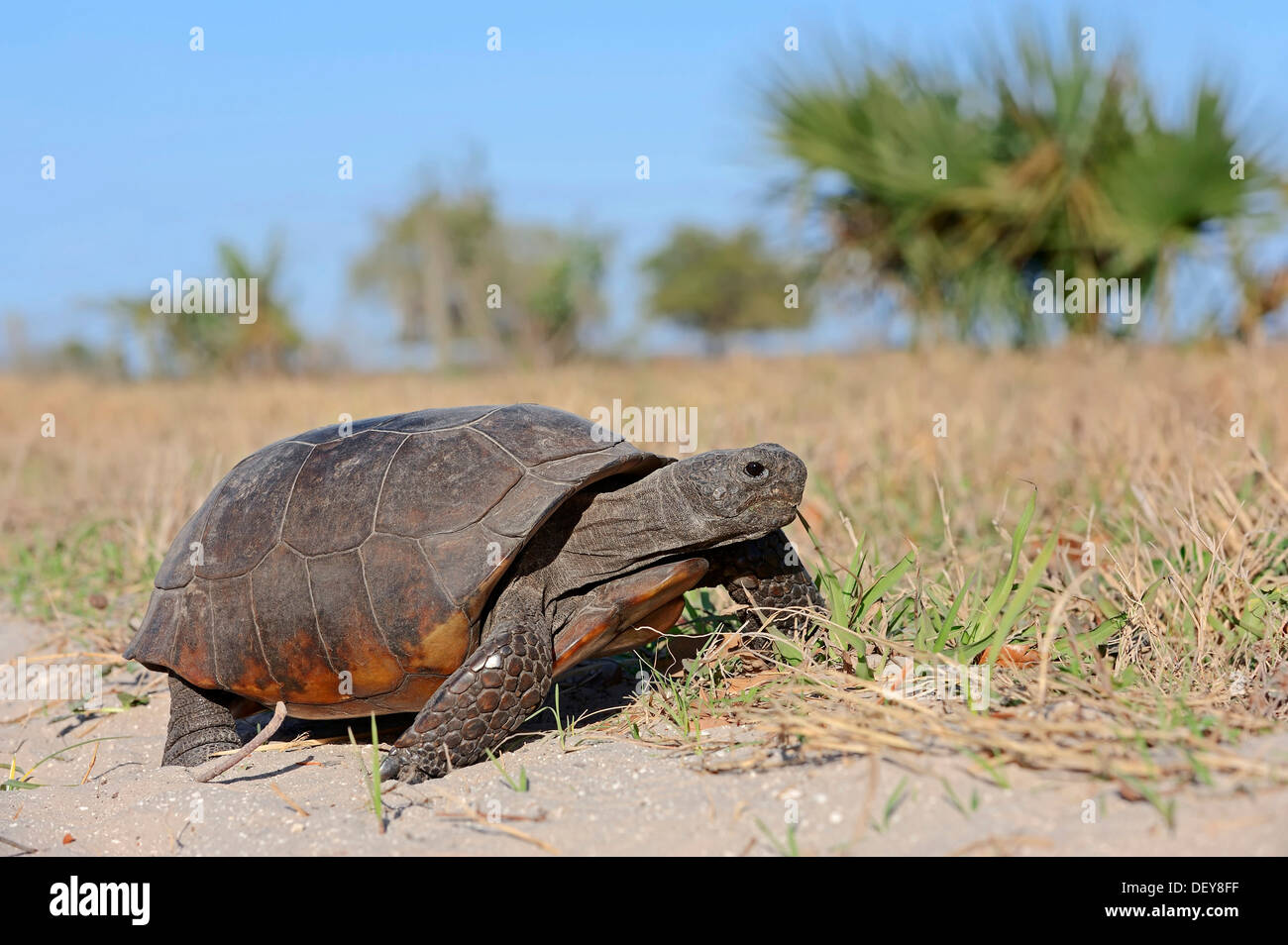 Gopher tartaruga (Gopherus polyphemus), Florida, Stati Uniti Foto Stock