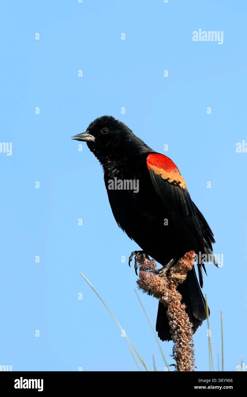 Rosso-winged Blackbird (Agelaius phoeniceus), maschio, Florida, Stati Uniti Foto Stock