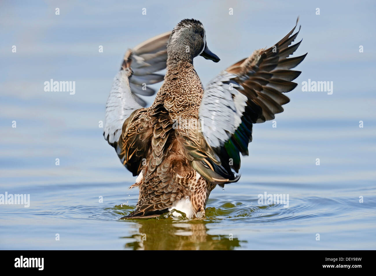 Blu-winged Teal (Anas discors), drake, battendo le sue ali, Florida, Stati Uniti Foto Stock