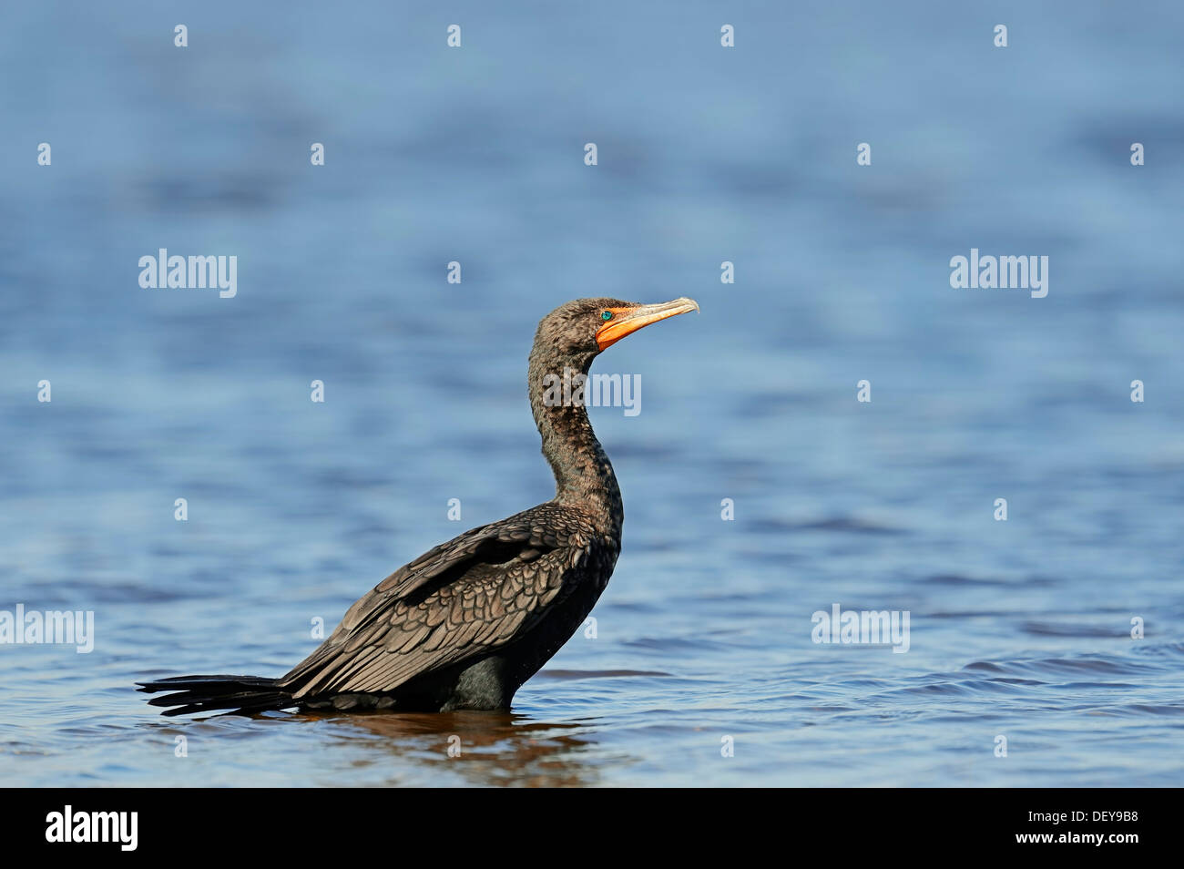 Double-crested cormorano (Phalacrocorax auritus) in piedi in acqua, Everglades National Park, Everglades Nationalpark, Florida Foto Stock
