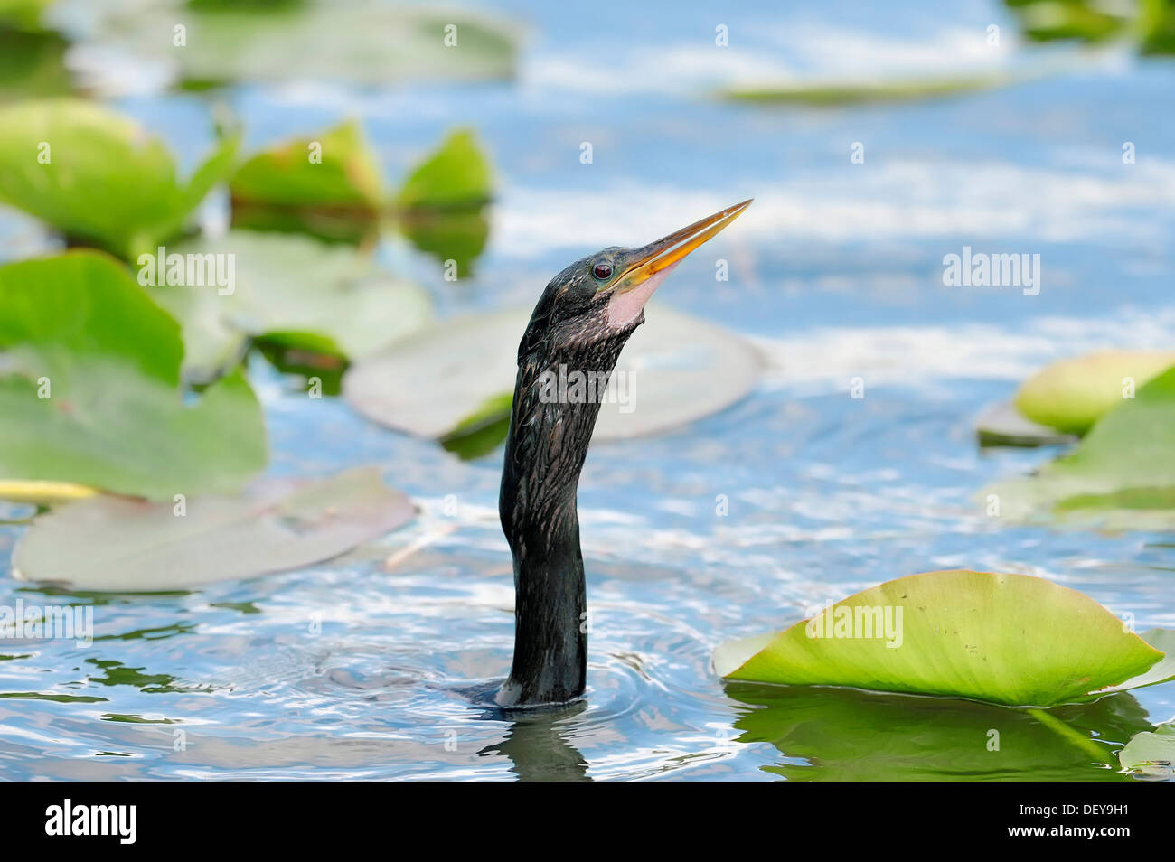 American Anhinga o Snake-Bird (Anhinga anhinga), maschio, ritratto, Everglades-Nationalpark, Florida, Stati Uniti Foto Stock