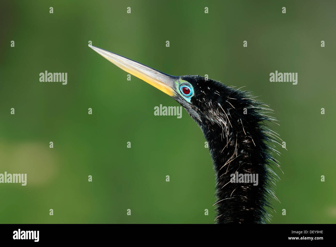 American Anhinga o Snake-Bird (Anhinga anhinga), maschio, ritratto, Everglades-Nationalpark, Florida, Stati Uniti Foto Stock