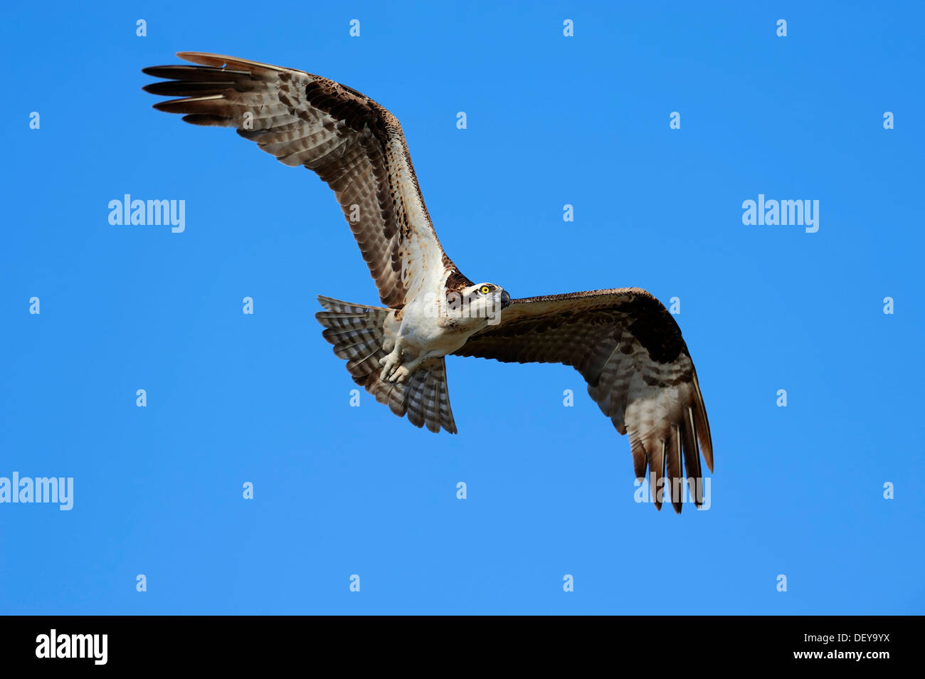 Falco pescatore (Pandion haliaetus carolinensis) in volo, Everglades-Nationalpark, Florida, Stati Uniti Foto Stock