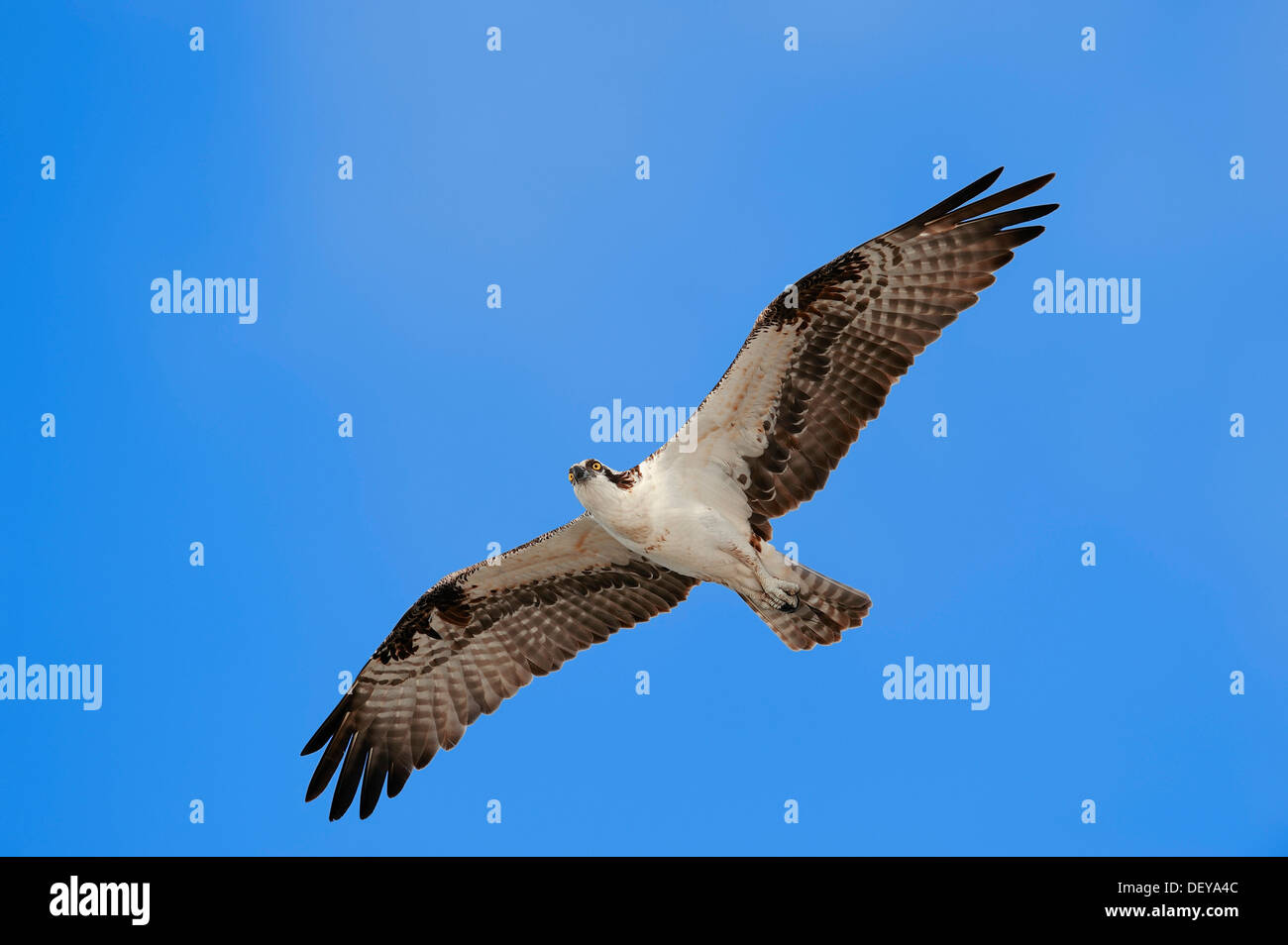 Falco pescatore (Pandion haliaetus carolinensis) in volo, Everglades-Nationalpark, Florida, Stati Uniti Foto Stock