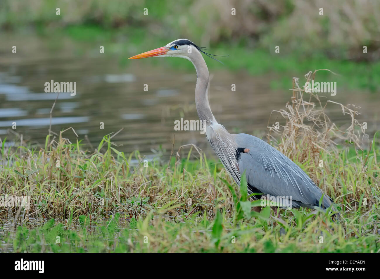 Airone blu (Ardea erodiade), Myakka River State Park, Florida, Stati Uniti Foto Stock