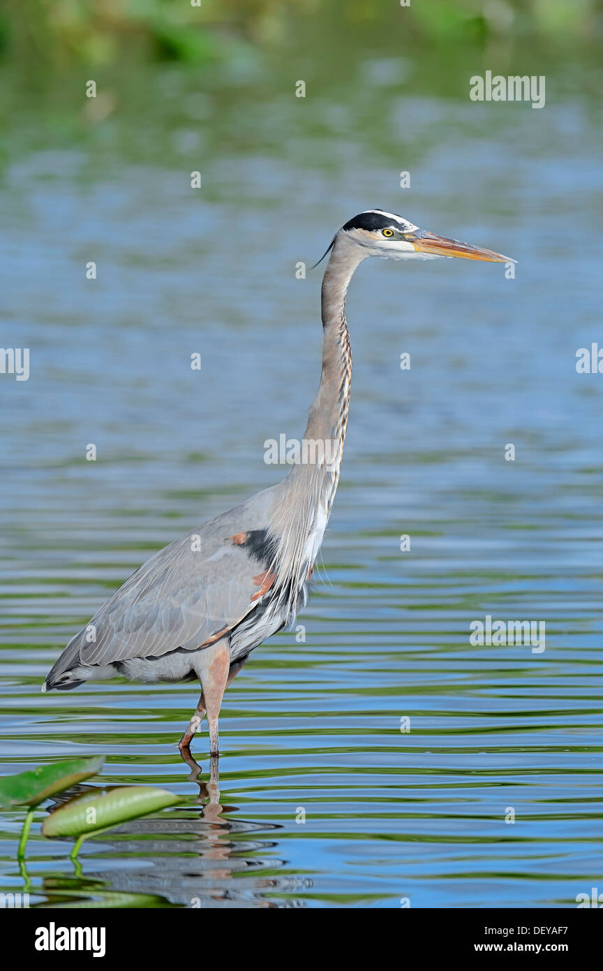 Airone blu (Ardea erodiade), Everglades-Nationalpark, Florida, Stati Uniti Foto Stock