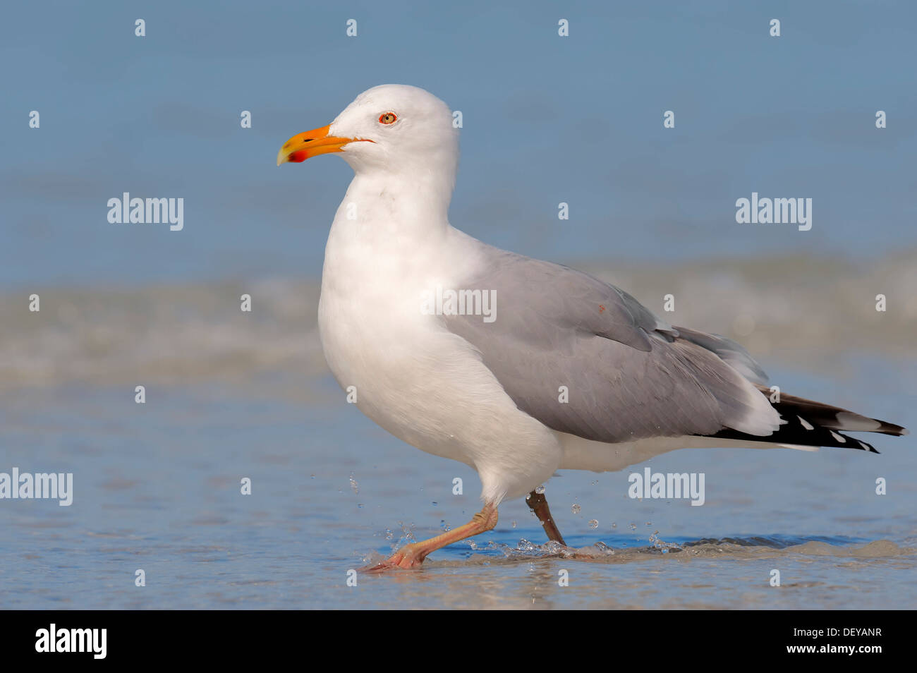 American Aringa gabbiano o Smithsonian Gabbiano (Larus smithsonianus), Florida, Stati Uniti Foto Stock