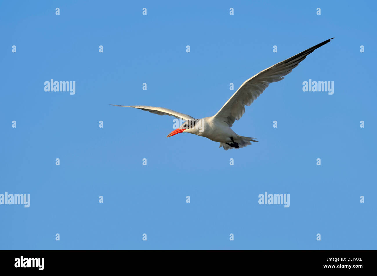 Caspian Tern (Hydroprogne caspia, Sterna caspia) in volo, Florida, Stati Uniti Foto Stock