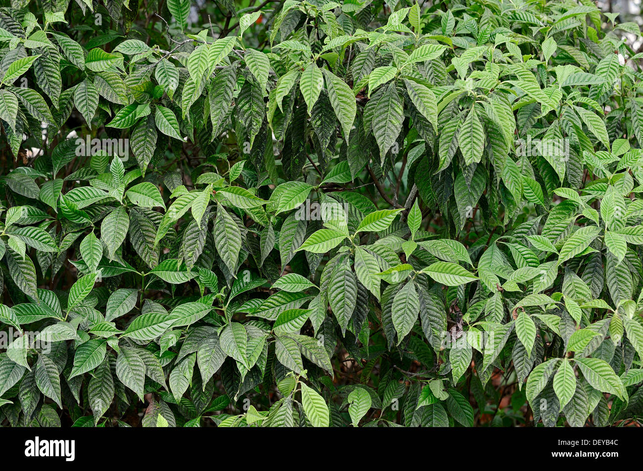 Caffè selvatico (Psychotria nervosa), Florida, Stati Uniti Foto Stock