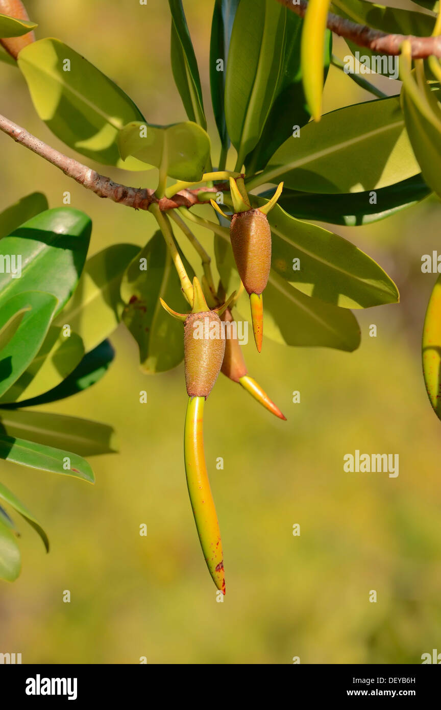 Mangrovia rossa (Rhizophora mangle), ramoscello con pianticelle, Sanibel Island, Florida, Stati Uniti Foto Stock