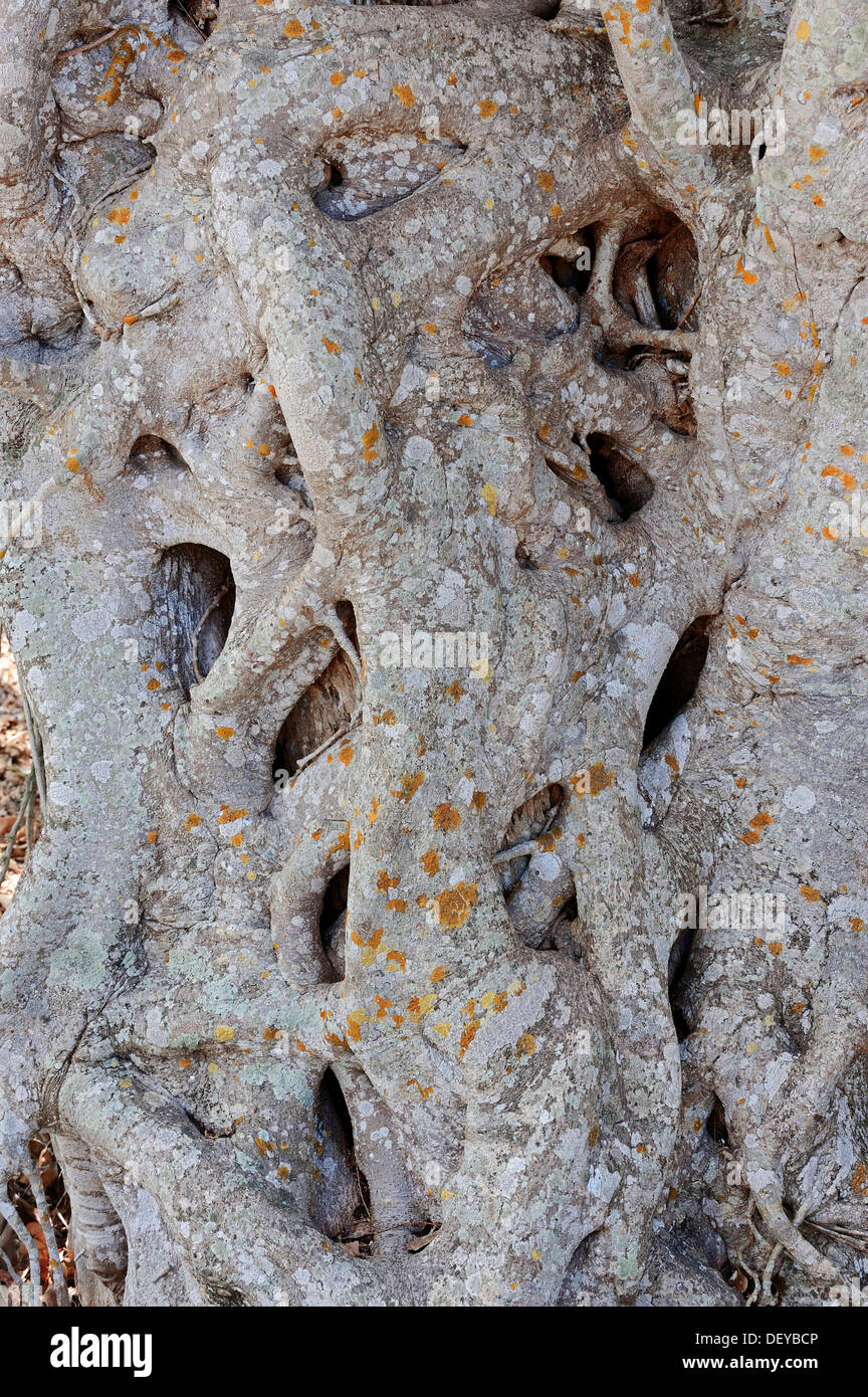 Florida Strangler Fig o Strangler Fig (Ficus aurea), Sanibel Island, Florida, Stati Uniti Foto Stock