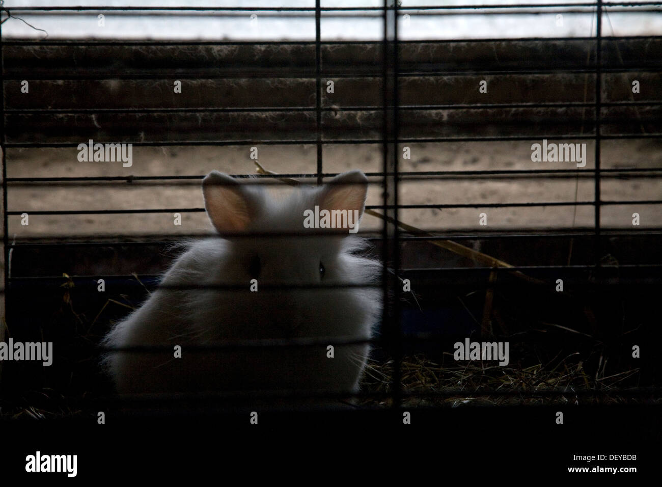 conigli in gabbia Foto Stock
