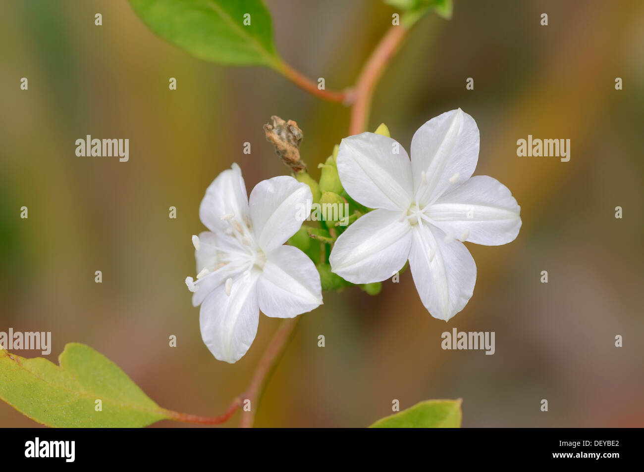 Pineland Jacquemontia (Jacquemontia curtisii), fiori, Everglades-Nationalpark, Florida, Stati Uniti Foto Stock
