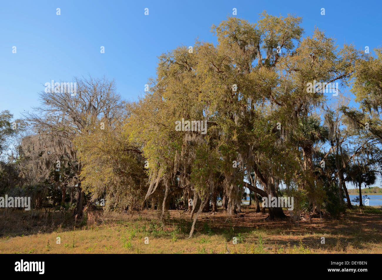 Southern Live Oak (Quercus virginiana) coperte di muschio Spagnolo (Tillandsia usneoides), Florida, Stati Uniti Foto Stock