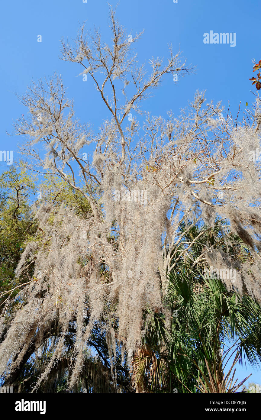 Muschio spagnolo (Tillandsia usneoides) su un albero, Florida, Stati Uniti Foto Stock