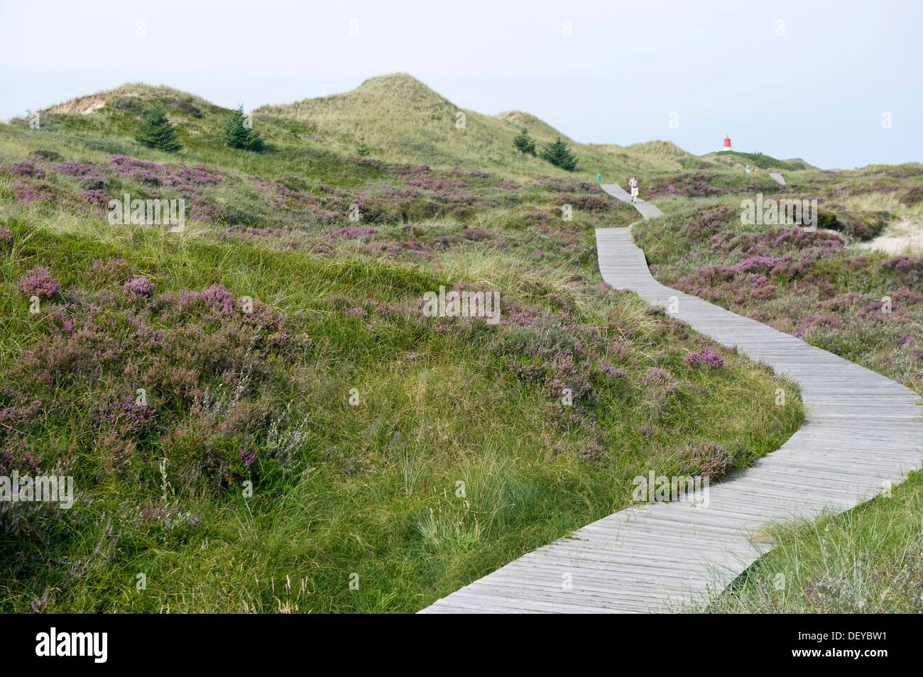 Percorso attraverso le dune e il faro a Norddorf, Amrum, Frisia settentrionale, Schleswig-Holstein Foto Stock