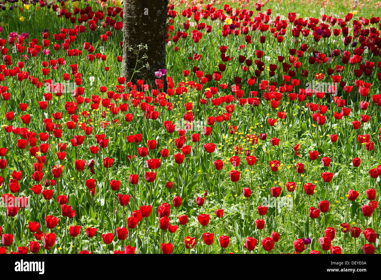 Tulipani rossi, campo di tulipani, Insel Mainau, Konstanz, Baden-Württemberg, Germania Foto Stock