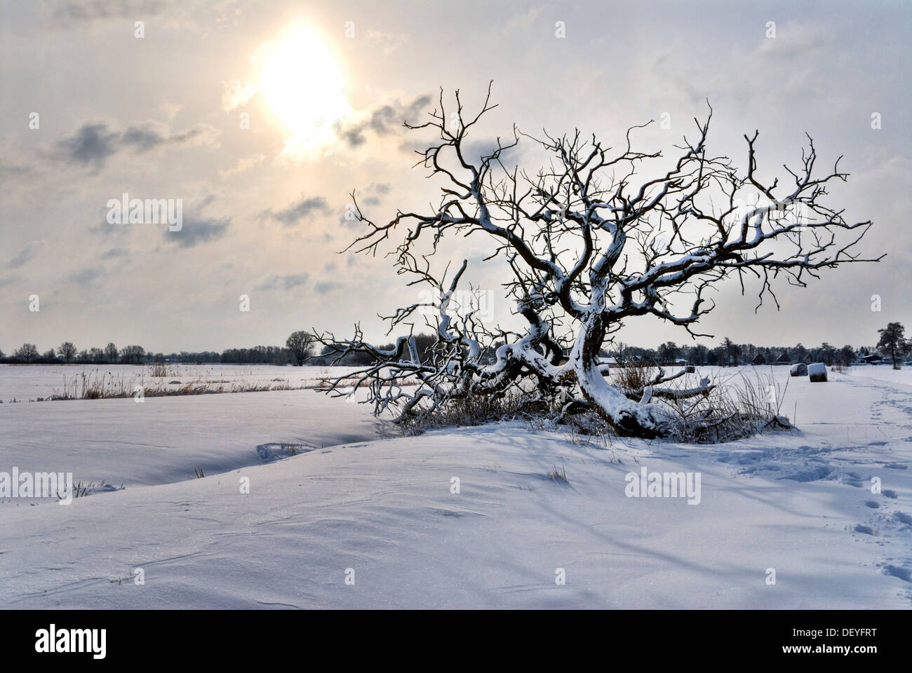 Albero in una coperta di neve in campo il Vier- und Marschlanden in Amburgo Foto Stock