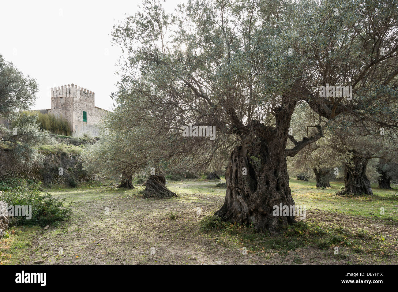 Molto vecchi alberi di ulivo (Olea europaea) e finca, Banyalbufar, Maiorca, isole Baleari, Spagna Foto Stock