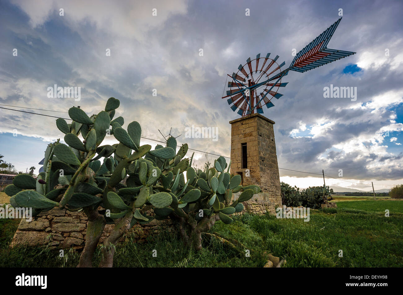 Il mulino a vento e cactus, Casa Blanca, Palma de Mallorca, Maiorca, isole Baleari, Spagna Foto Stock