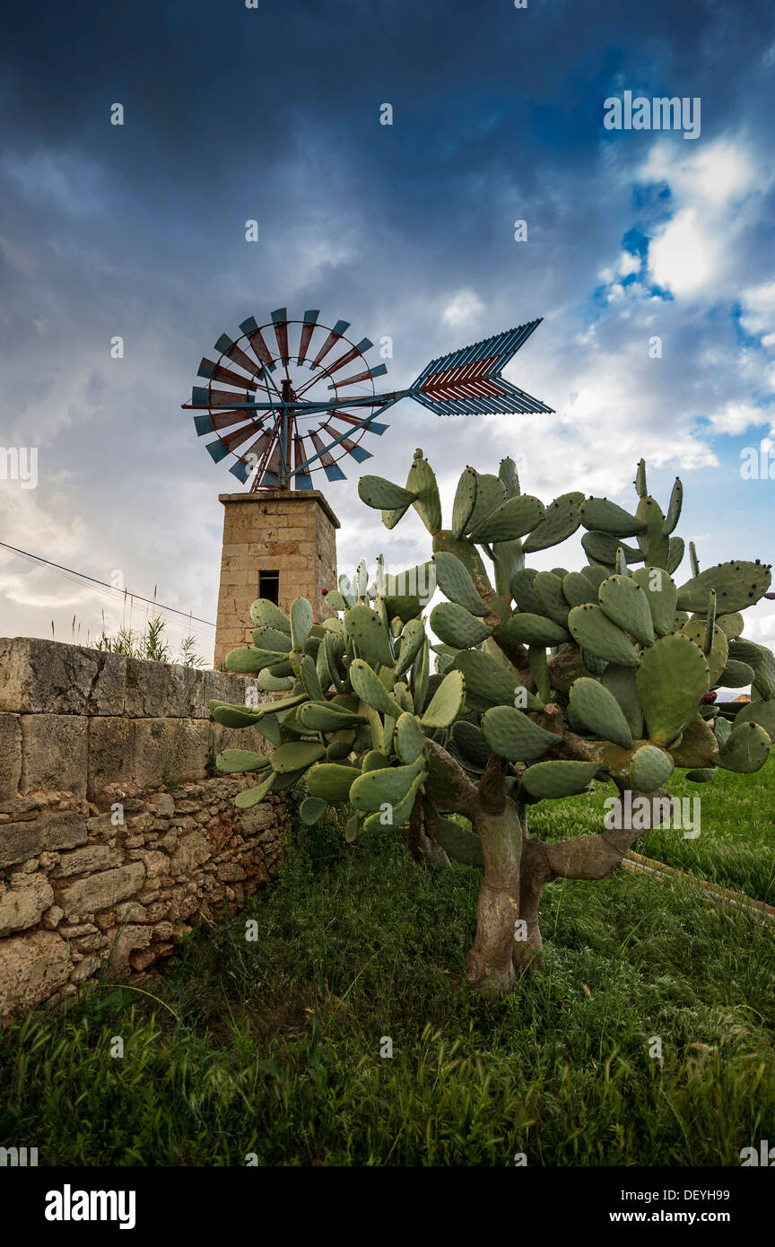 Il mulino a vento e cactus, Casa Blanca, Palma de Mallorca, Maiorca, isole Baleari, Spagna Foto Stock