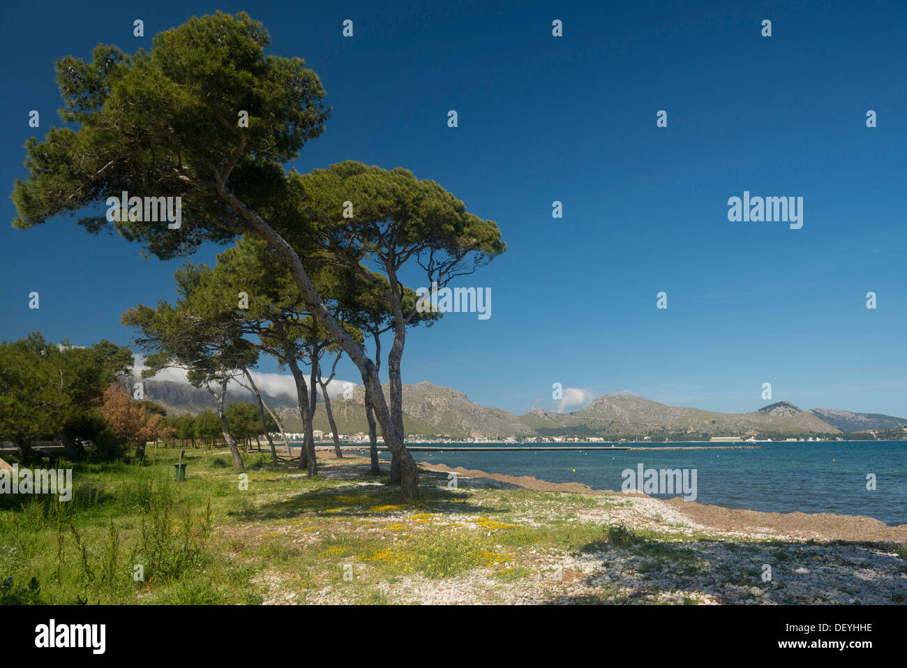 Alberi di pino e il mare, Bucht von Pollenca, Port de Pollenca, Maiorca, isole Baleari, Spagna Foto Stock