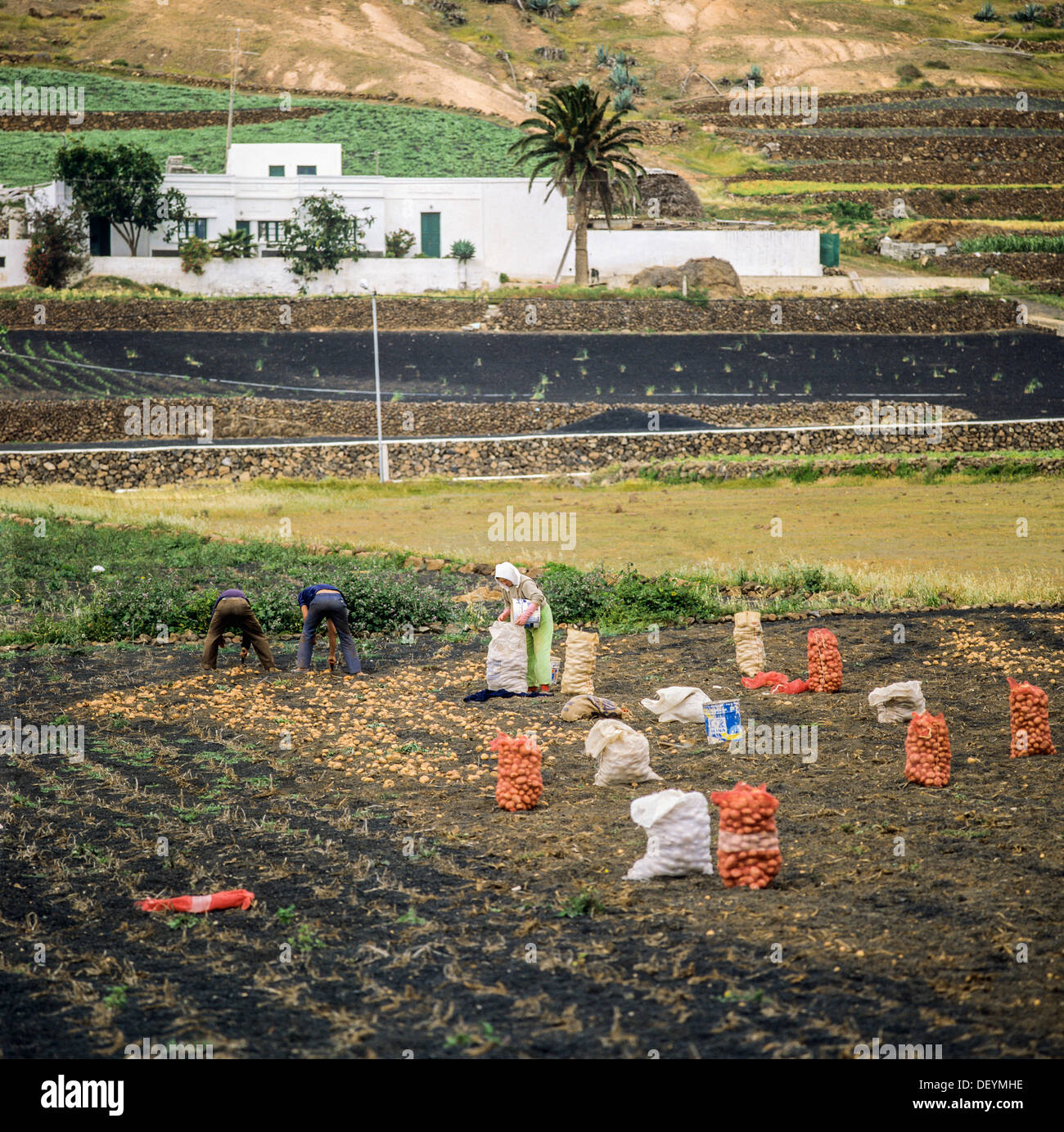 Lavoratori agricoli scavando potatos, coltivatori che raccolgono Boniatos patate dolci Lanzarote Isole Canarie Spagna Europa Foto Stock