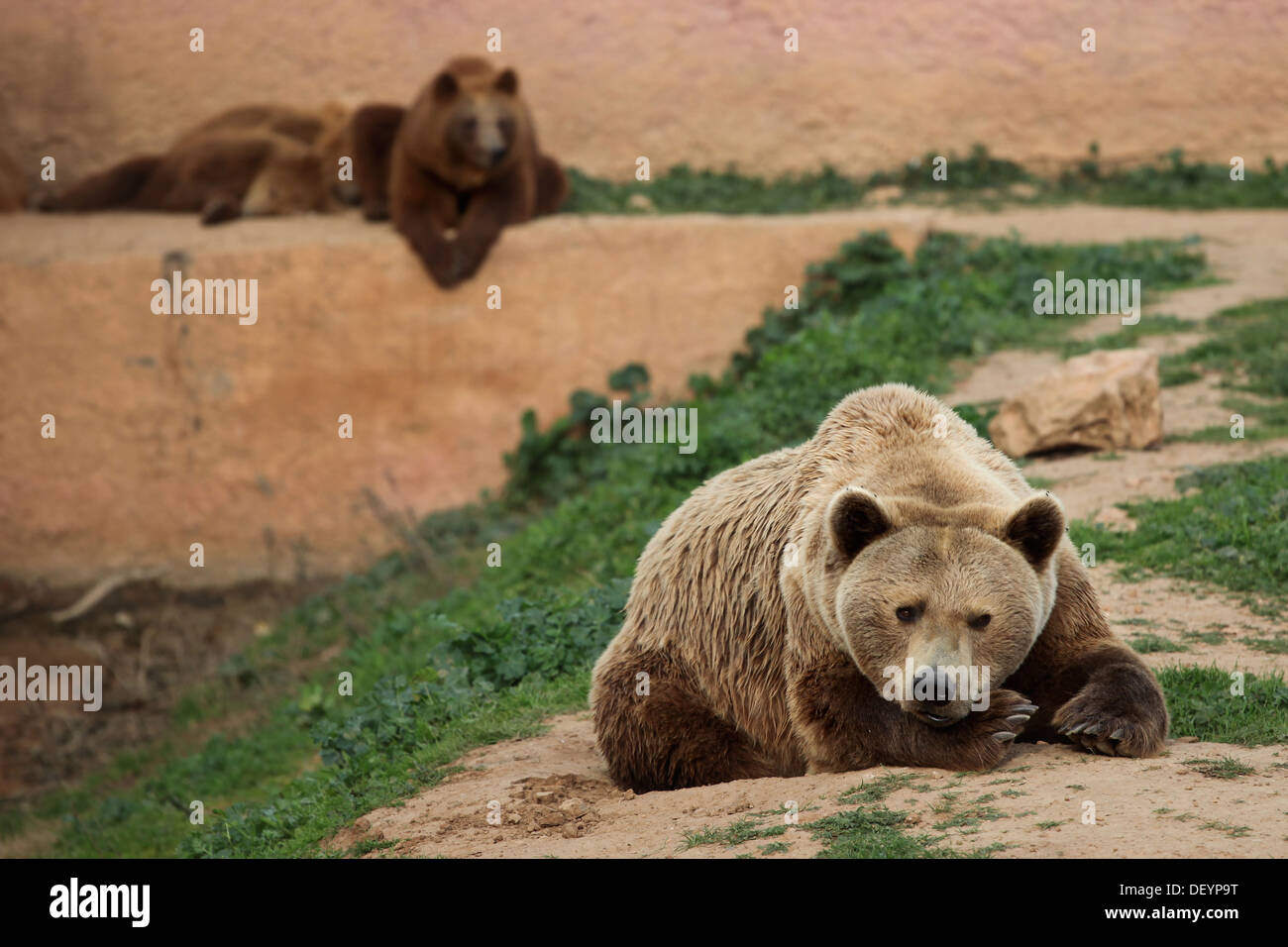 Lounging orsi Foto Stock