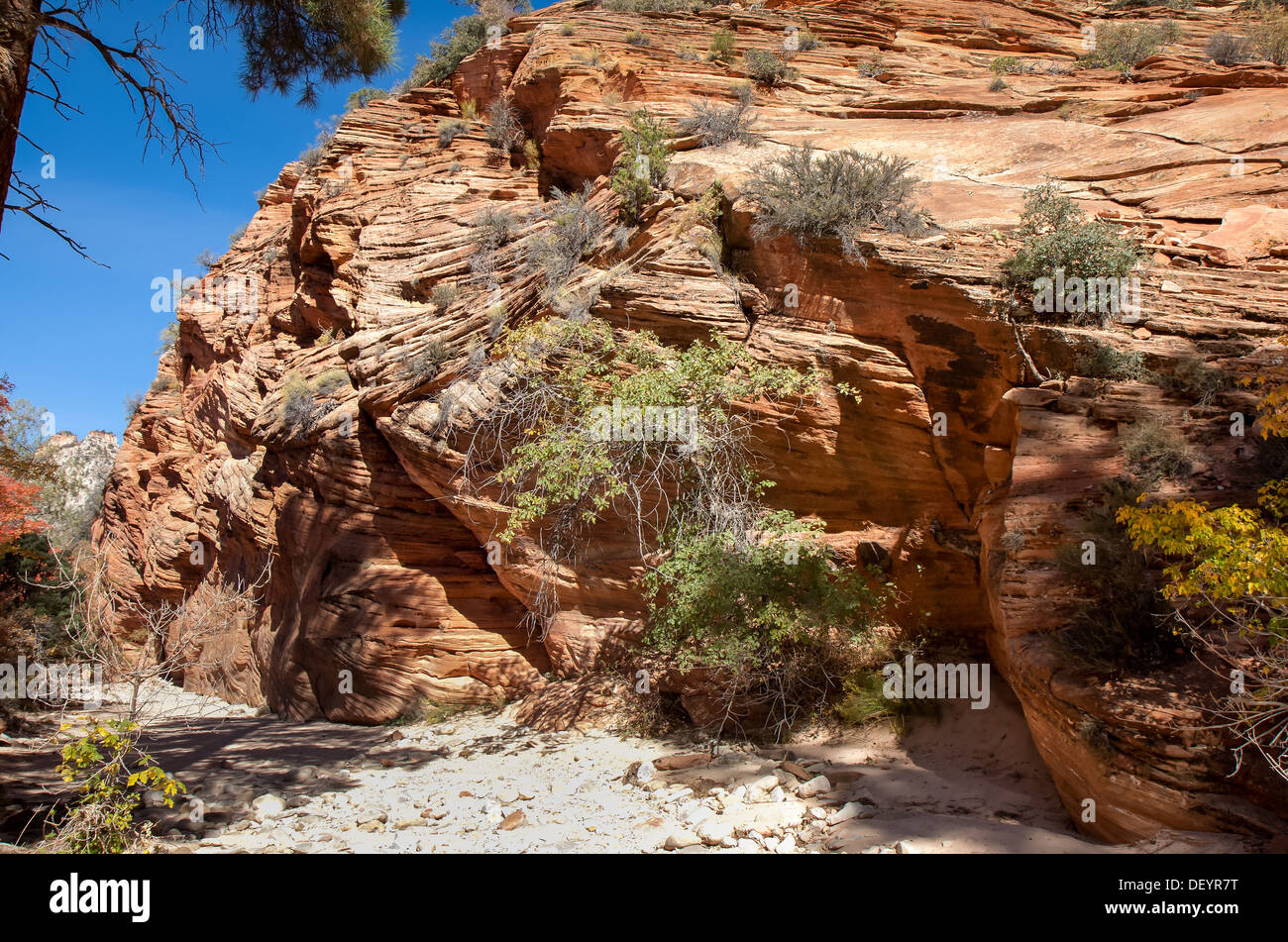 Questa immagine dal Parco Nazionale di Zion mostra un sentiero escursionistico passando attraverso un ultraterreno cercando posto. Foto Stock
