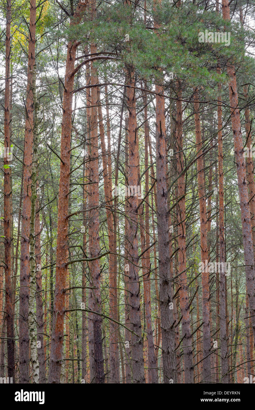 Gli alberi di pino Pinus Foto Stock