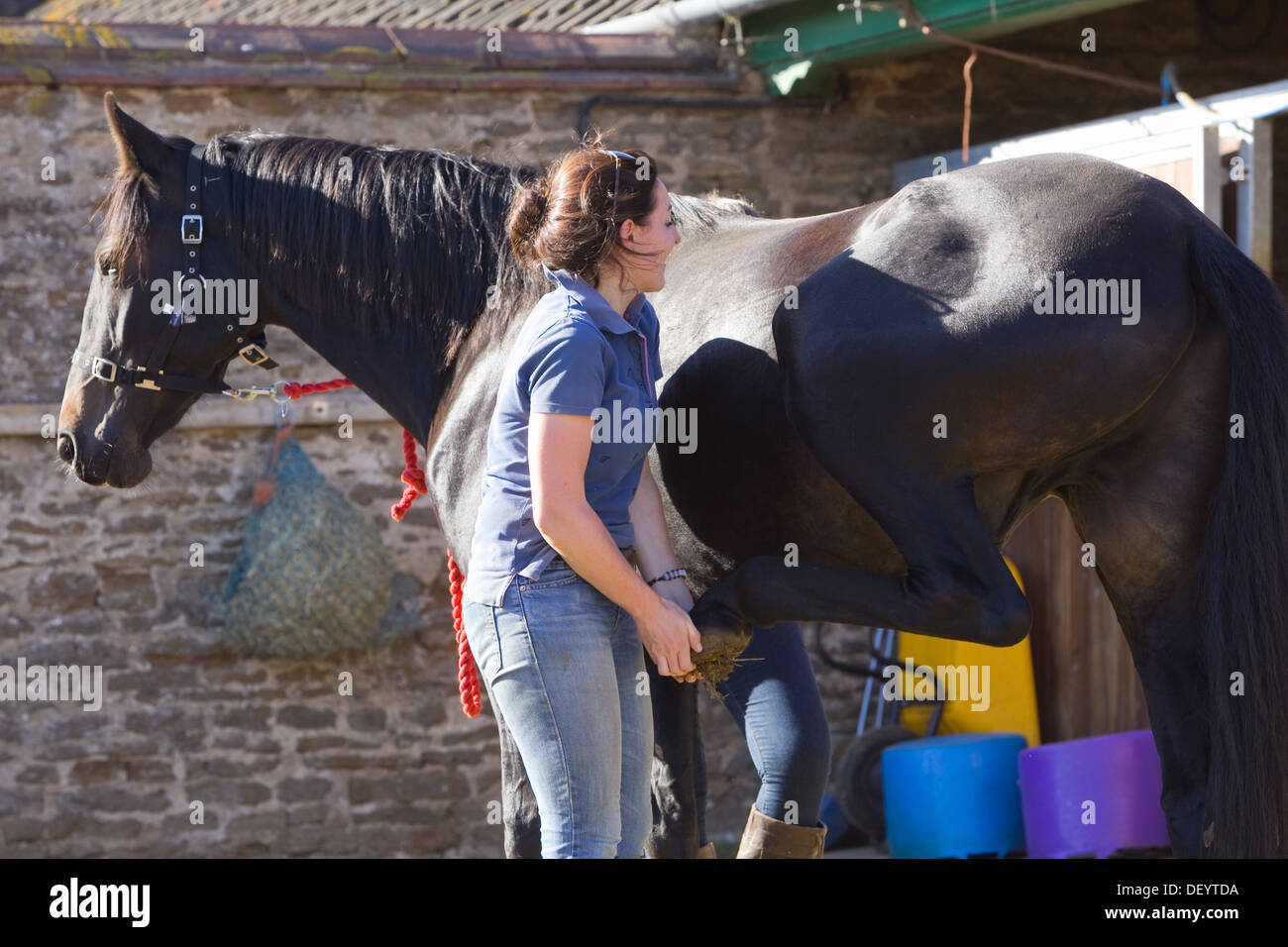 McTimoney-Corley terapia spinale essendo effettuata su un cavallo da un animale Sport terapista. Foto Stock
