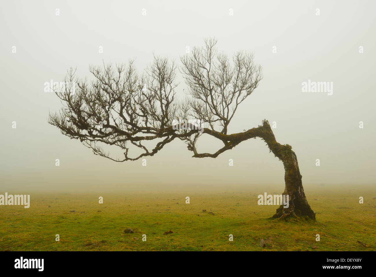 Un solitario di vento-piegata ad albero di alloro in misty meteo, Madeira, Portogallo Foto Stock