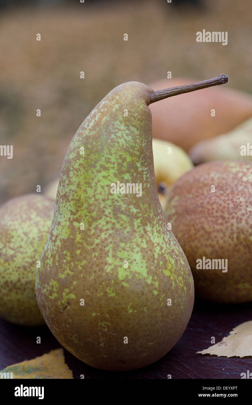 Pera, cultivar Abbé Fetel, conosciuto principalmente come Abate Fetel Foto Stock