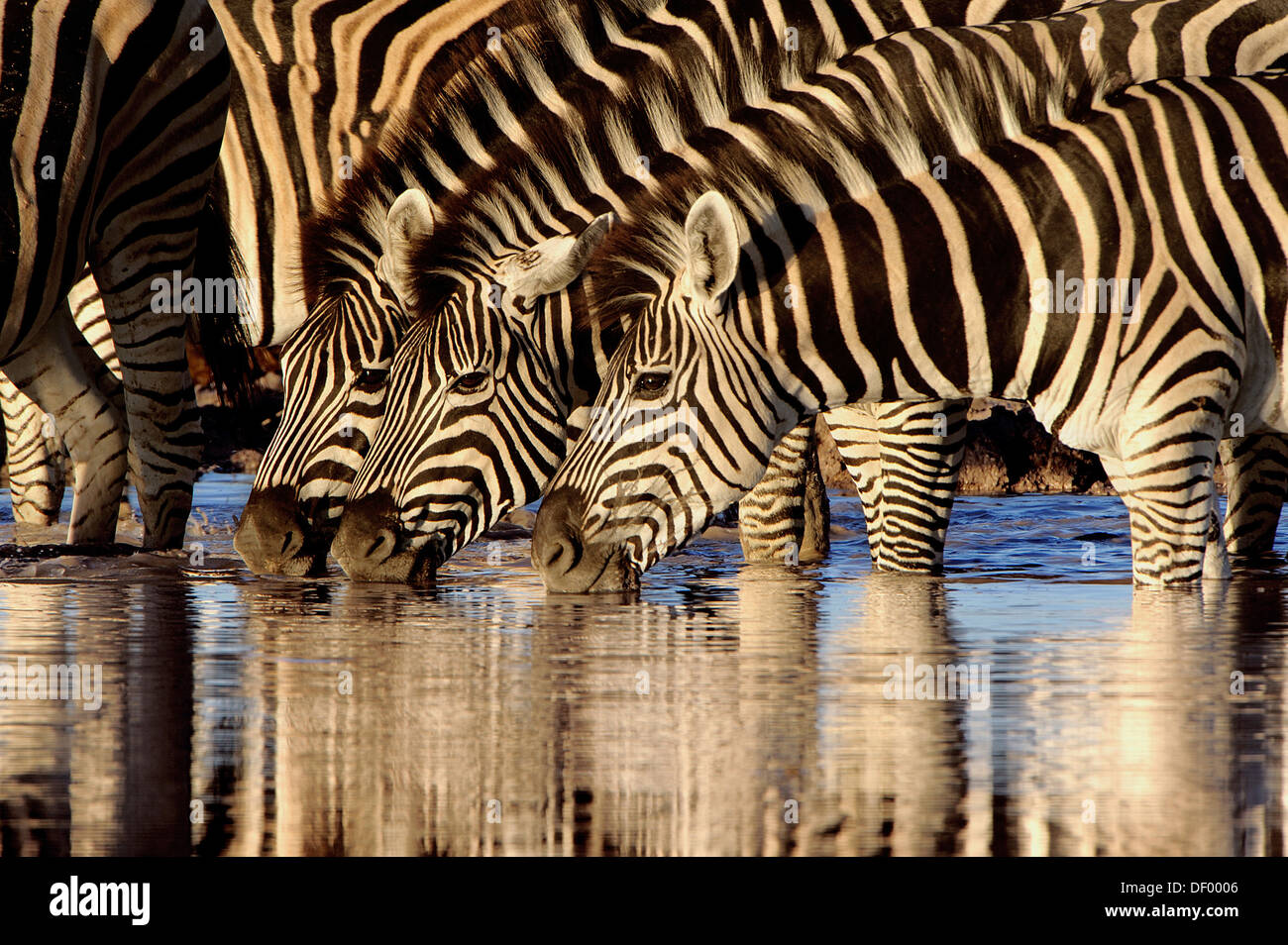 Le pianure zebre o la Burchell zebre (Equus quagga, precedentemente Equus burchelli) a waterhole, Nxai Pan National Park, Botswana Foto Stock