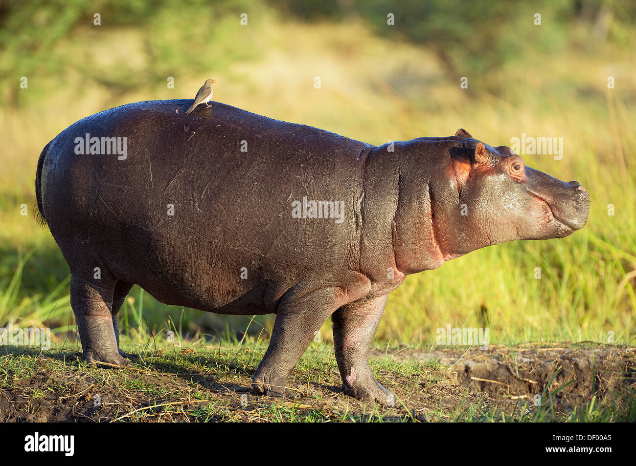 Ippopotamo (Hippopotamus amphibius), Chobe National Park, Kasane, distretto nordoccidentale, Botswana Foto Stock
