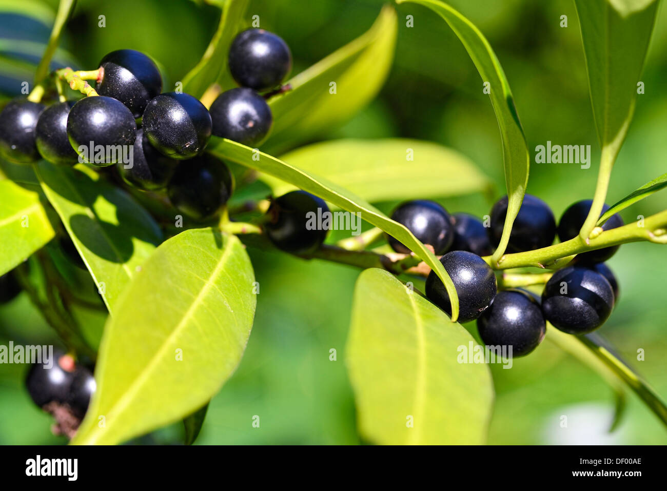 A laurel amarena, ciliegia alloro, Prunus laurocerasus, Lorbeerkirsche, Kirschlorbeer Foto Stock