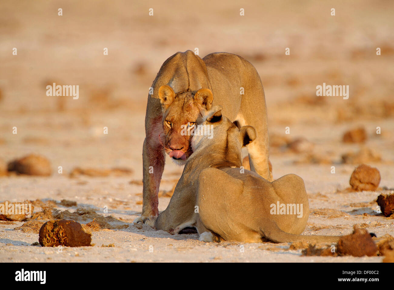 I Lions (Panthera leo), Nxai Pan National Park, Botswana Foto Stock