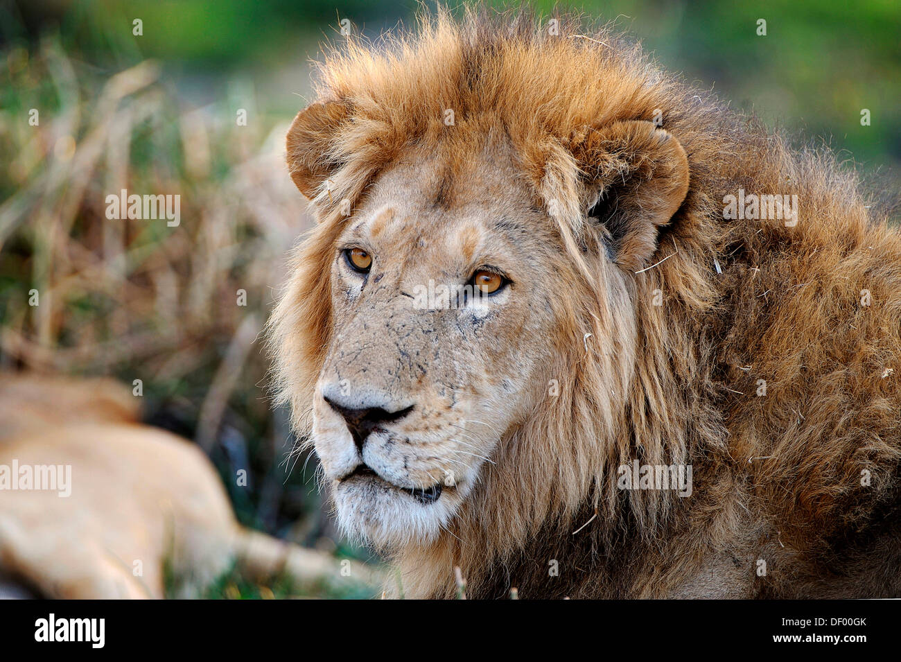 Lion (Panthera leo), North Bridge Camp Moremi Game Reserve, Botswana Foto Stock