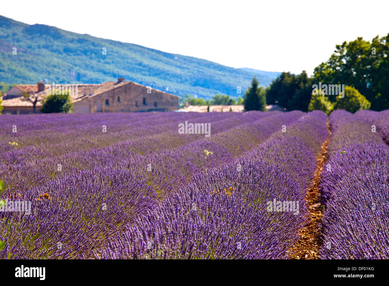Campo di fioritura di LAVANDA (Lavandula angustifolia) intorno Boux, Luberon, Vaucluse, Provence-Alpes-Côte d'Azur Foto Stock